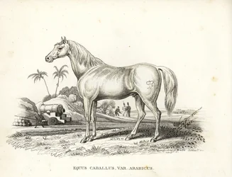 Cavallo arabo, Equus caballus var. arabicus, con il marchio di Napoleone sul fianco e soldati francesi e cannoni in un campo di battaglia nordafricano