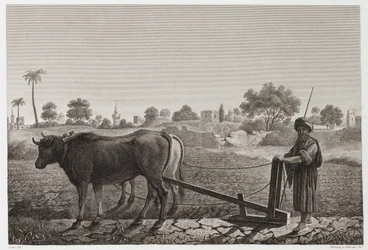 Aratura con buoi, Egitto, c. 1798