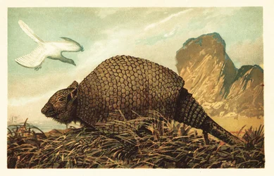Archaeopteryx lithographica e Panochthus tuberculatus. 1908