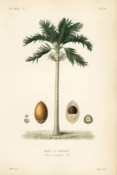 Areca catechu, Areca catechu