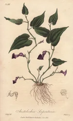 Aristolochia serpentaria - Acquaforte di William Clarke per illustrare “Botanica medica, descrizione delle piante medicinali di Londra, Edimburgo e Dublino” di John Stephenson e James Morss Churchill