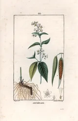 Asclepiade o erba alle parrucche (incisione)