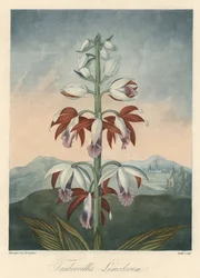 Varietà di orchidee asiatiche. Acquaforte, estratta da 