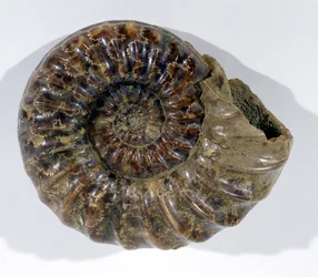 Asteroceras obtusum (Ammonite) trovata a Lyme Regis, Dorset, Periodo Giurassico Inferiore