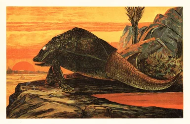 Asterolepis cornutus, specie estinta di pesce corazzato. 1908