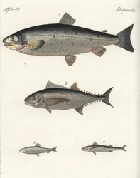 Salmone atlantico, Salmo salar 1, tonno, specie Thunnus 2, aringa atlantica, Clupea harengus 3, e sgombro atlantico (sgombro), Scomber scombrus 4. Incisione a rame colorata a mano dal 
