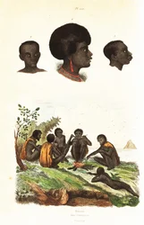 Aborigeni australiani e teste di nativi di Waigeo, Papua Occidentale. 1834-1839 (incisione)