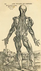 Retro del corpo umano maschile, uno studio anatomico originariamente pubblicato in De Humani Corporis Fabrica Libri Septem di Andreas Vesalius, pubblicato a Basilea