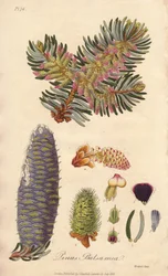 Abete balsamico (Abies balsamea) - Acquaforte di William Clarke per illustrare “Botanica medica, descrizione delle piante medicinali di Londra, Edimburgo e Dublino” di John Stephenson e James Morss Churchill