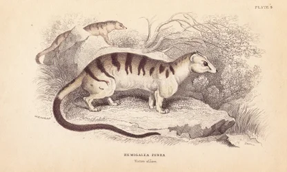 Zibetto palmato fasciato, Hemigalus derbyanus