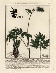 Erba velenosa, Actaea spicata