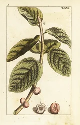 Ramo di fico banyan con frutto, Ficus benghalensis