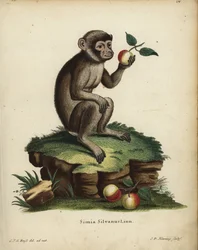 Macaco di Barberia, Macaca sylvanus