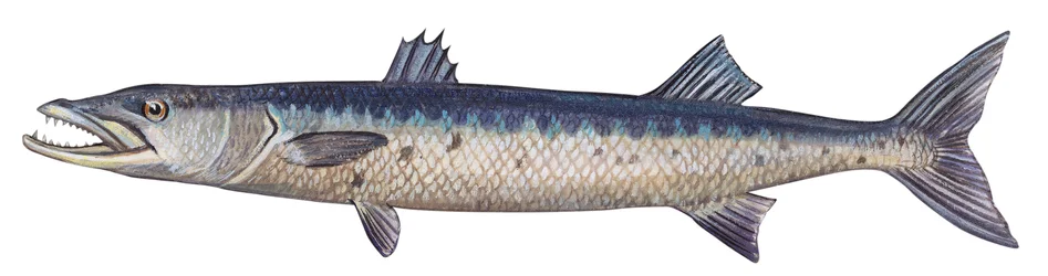 Barracuda - Grande barracuda