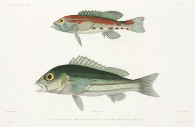 Serranidae a strisce e Lutjanidae blu e oro