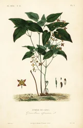 Epimedium alpino, Epimedium alpinum