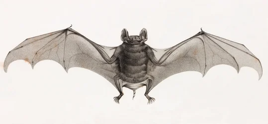 Pipistrelli in Egitto