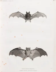 Pipistrelli in Egitto