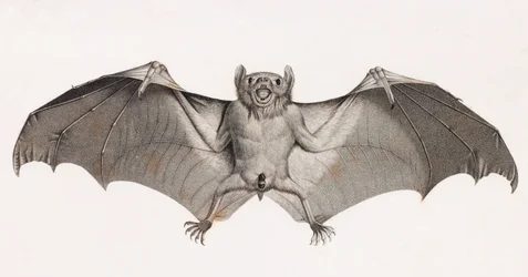 Pipistrelli in Egitto