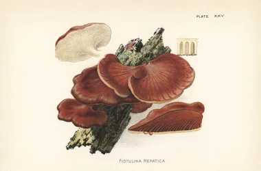 Fungo a bistecca, Fistulina hepatica