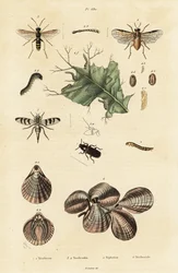 Coleottero, tentredine e conchiglie