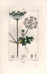 Berce o charavie - Incisione di Lambert fils, da un disegno di Pierre Jean Francois Turpin (1775-1840), da La flore médicale, di Chaumeton, Poiret et Chamberet, Parigi 1830