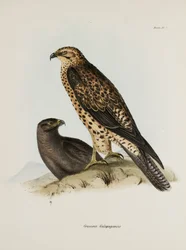 Uccelli rapaci, Isole Galapagos, c. 1832-1836