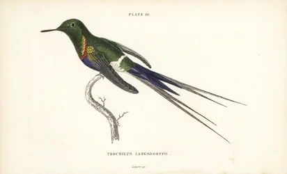 Thorntail dal ventre nero, Discosura langsdorffi (colibrì di Langsdorff, Trochilus langsdorffii). Incisione in acciaio colorata a mano di William Lizars da Naturalist