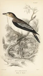 Tityra dal cappuccio nero, Tityra inquisitor