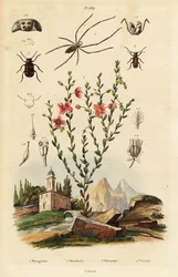 Rudbeckia dagli occhi neri, ragno e scarabeo.