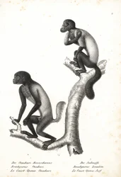 Uakari dalla testa nera, Cacajao melanocephalus ouakary (Brachyurus ouakari) e saki barbuto dal dorso marrone, Chiropotes israelita (Brachyurus israelita). Litografia di Karl Joseph Brodtmann da Storia naturale illustrata degli animali di Heinrich Rudolf S