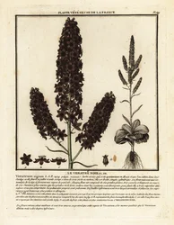 Veratro nero, Veratrum nigrum.