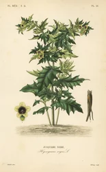 Giùsquiamo nero o solano fetido, Hyoscyamus niger, Jusquiame noire