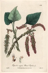 Pioppo nero o franco, liard o piboule (Populus nigra) - Tavola botanica di Isaac Russell, incisa da Charles Matthews, tratta da 