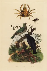 Rigogolo nero, Oriolus hosii 1, rigogolo verde, Oriolus flavocinctus 1a, granchio ragno dalle quattro corna, Pisa tetraodon 2, tonchio, specie Pissodes 3