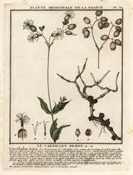 Silene comune, Silene vulgaris