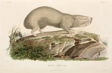 Ratto talpa cieco, area del Mar Nero