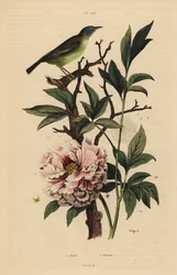 Coda a ventaglio dalla testa blu e peonia