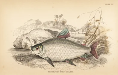 Bocachico o koulimata, Prochilodus rubrotaeniatus. Incisione a mano colorata da W.H. Lizars da un
