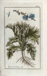 Indivia