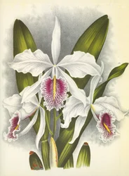 Tavola botanica: Cattleya maxima var. Virginalis