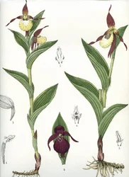 Tavola botanica/Cypripedium calceolus/Zoccolo di Venere