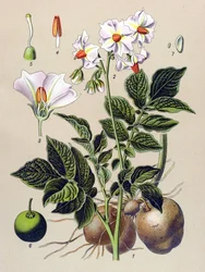Tavola botanica, pianta della patata (Solanum tuberosum)