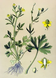 Tavola botanica. Pianta velenosa: ranuncolo scelerato (Ranunculus sceleratus)