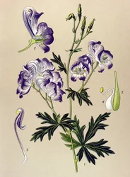 Tavola botanica. Pianta velenosa e medicinale: Aconito variegato (Aconitum variegatum)