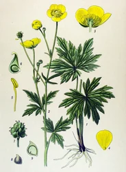 Tavola botanica. Pianta velenosa e medicinale: Ranuncolo (Ranunculus acris)
