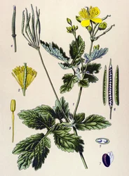 Tavola botanica, pianta velenosa e medicinale: Chelidonia maggiore (Chelidonium majus)