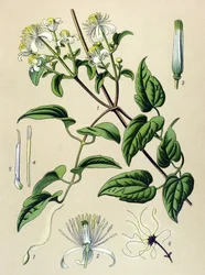 Tavola botanica. Pianta velenosa (tossica) e medicinale: clematide delle siepi (Clematis vitalba)