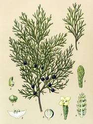 Tavola botanica. Pianta velenosa e medicinale: ginepro sabina (Juniperus sabina)