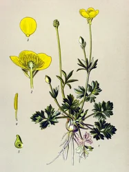 Tavola botanica. Pianta velenosa (tossica): ranuncolo bulboso o bocciolo dorato (Ranunculus bulbosus)